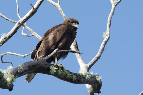 Hawaiian Hawk