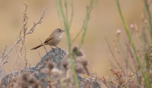 Sharp-billed Canastero