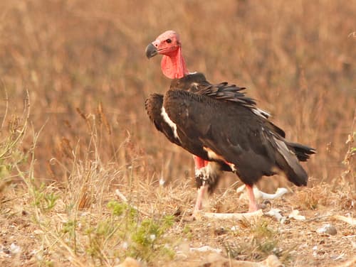 Red-headed Vulture