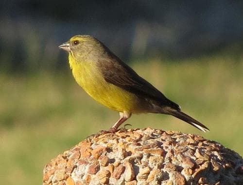 Cape Siskin