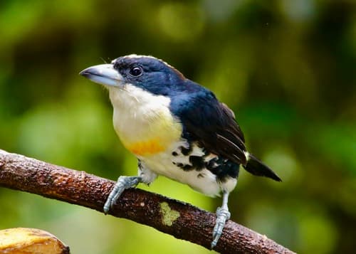 Spot-crowned Barbet