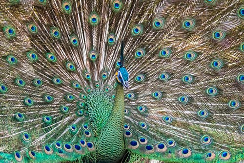 Green Peafowl