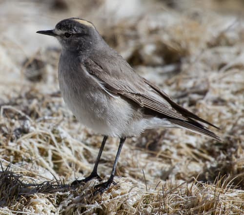 Ochre-naped Ground-Tyrant