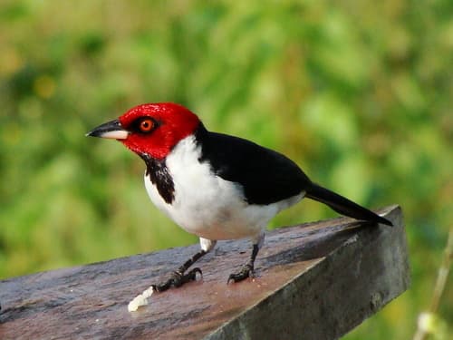 Red-capped Cardinal