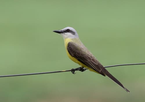 White-throated Kingbird