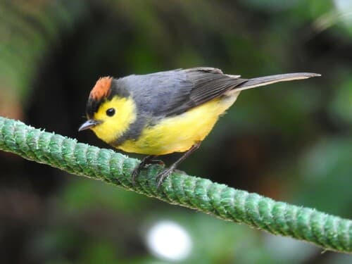 Collared Redstart