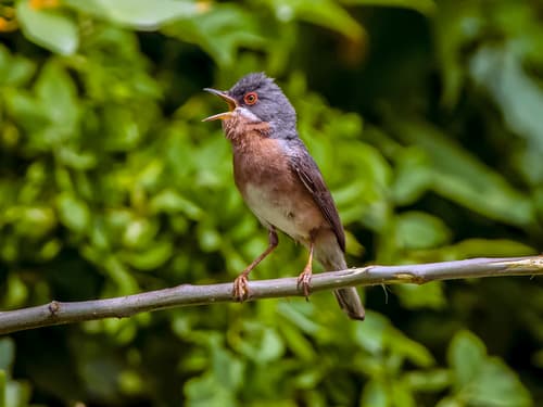 Moltoni's Warbler