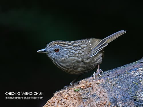 Streaked Wren-Babbler