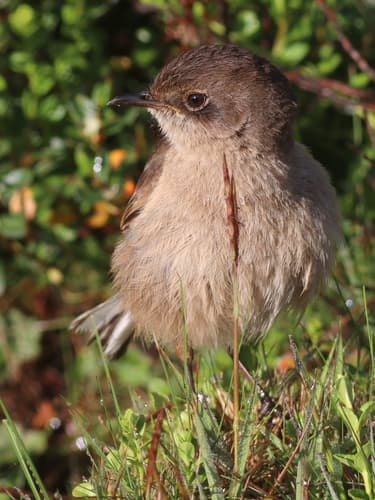 Moorland Chat