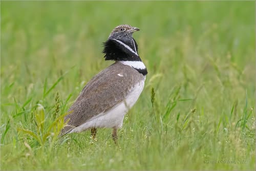 Little Bustard