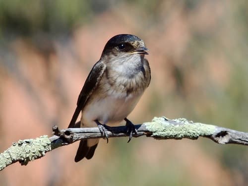 Tree Martin