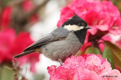 Rufous-vented Tit