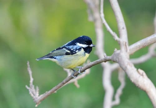 Yellow-bellied Tit