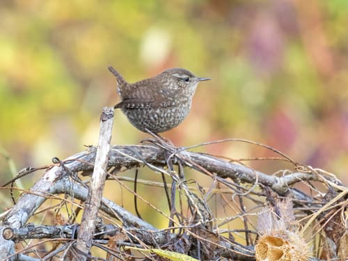 Winter Wren