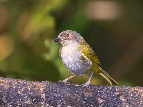 Dusky Chlorospingus