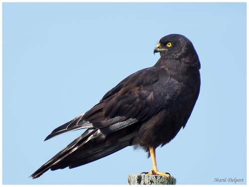 Black Harrier