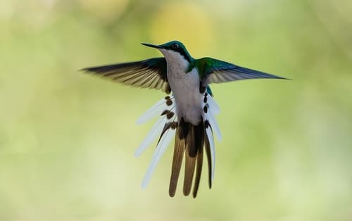 Black-eared Fairy