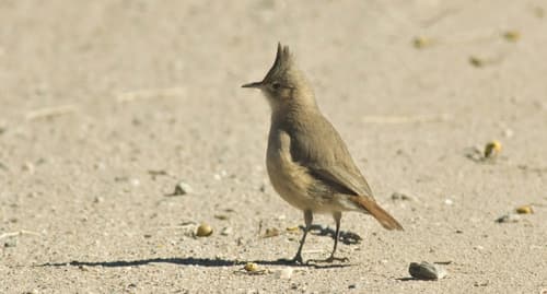 Crested Hornero