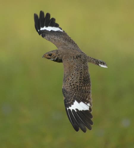 Nacunda Nighthawk