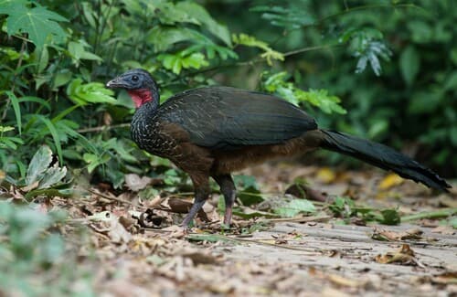 Spix's Guan