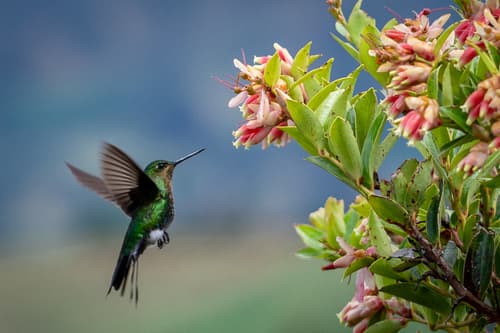 Glowing Puffleg