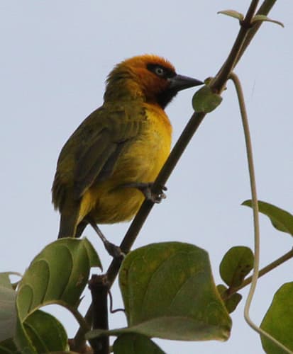 Olive-naped Weaver