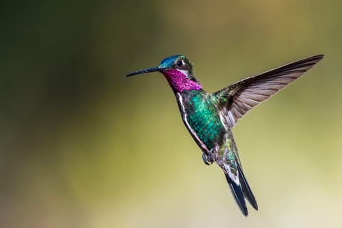 Stripe-breasted Starthroat