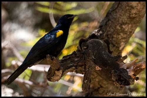 Black Cuckooshrike