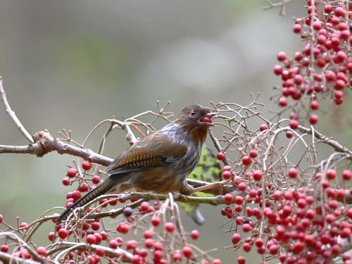Taiwan Barwing