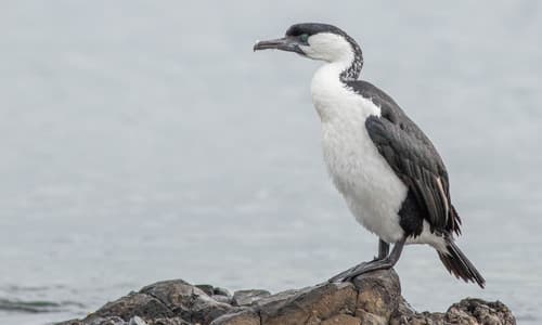 Black-faced Cormorant