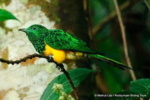 African Emerald Cuckoo