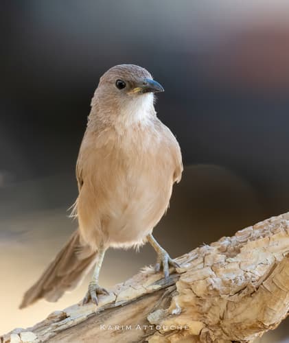 Fulvous Chatterer