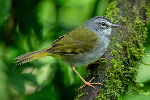 White-browed Warbler