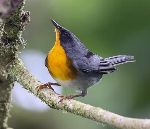 Flame-throated Warbler