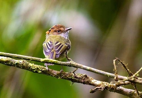 Scale-crested Pygmy-Tyrant