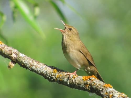River Warbler