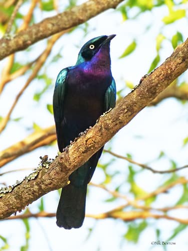 Splendid Starling