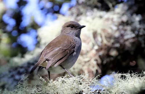 ʻOmaʻo