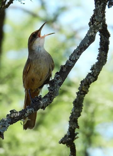 Chaco Earthcreeper