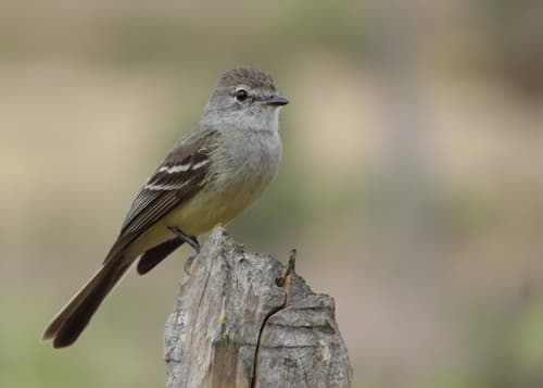Southern Scrub-Flycatcher