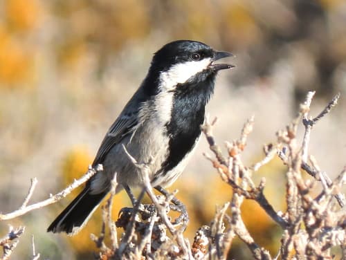 Grey Tit