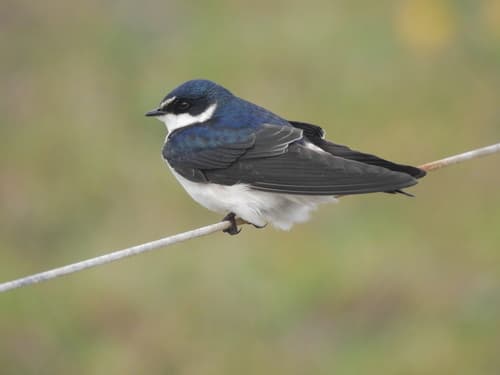 White-rumped Swallow