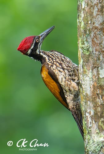 Greater Flameback