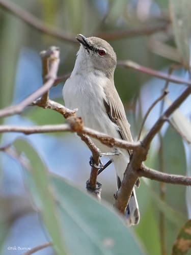 Western Gerygone