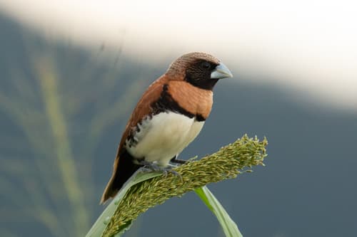 Chestnut-breasted Munia