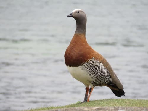 Ashy-headed Goose