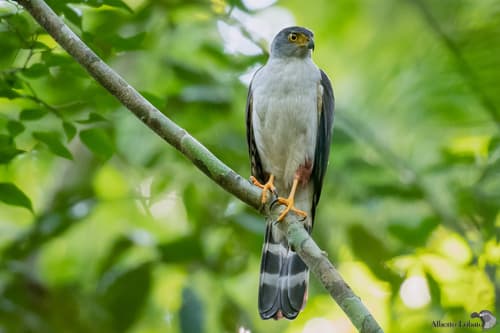 Bicolored Hawk