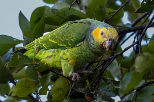 Yellow-faced Parrot