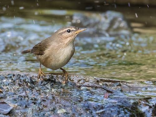 Dusky Warbler