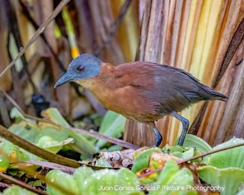 Ruddy Crake